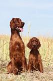 SETTER IRLANDAIS 030